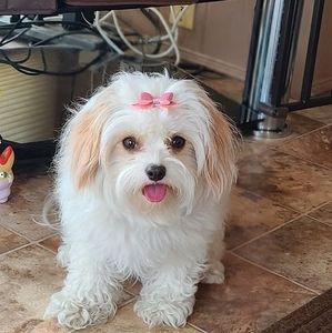 Meet your Posher, Joan